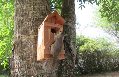 baby squirrel on a treehouse